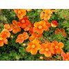 Mochna křovitá 'Orange Star' (Balení kontejner p9)