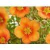 Mochna křovitá 'Orange Star' (Balení kontejner p9)