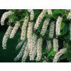 Itea viržinská 'Henry's Garnet' (Balení kontejner p9)