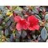 Japonská azalka 'Sandy's Fire' (Balení kontejner C2)