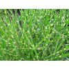 Ozdobnice čínská 'Strictus Dwarf'- Miscanthus sinensis 'Strictus Dwarf' (Balení kontejner C2)
