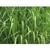 Ozdobnice obrovská - Miscanthus floridulus (Balení kontejner C3)