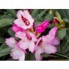 Rododendron 'Danuta' (Balení kontejner C5)