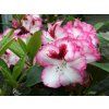 Rododendron 'Cherry Cheesecake' (Balení kontejner C5)