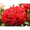 Rododendron 'Dotella' (Balení kontejner C5)