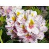 Rododendron 'Hostýn' (Balení kontejner C35)