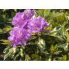 Rododendron 'Blattgold' (Balení kontejner C2)