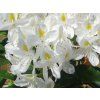Rododendron 'Madame Masson' (Balení kontejner C2)