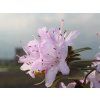 Rododendron obtížený 'Moerheim' (Balení kontejner C2)