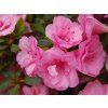 Japonská azalka 'Rosebud' (Balení kontejner C2)