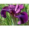 Kosatec sibiřský 'Devil's Dream' - Iris sibirica 'Devil's Dream' (Balení kontejner C1/C2)