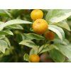 Mini mandarinka 'Calamondin Variegata' (Balení kontejner C2)