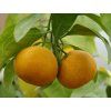 Mandarinka 'Carvalhais' (Balení kontejner C2)
