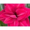 Amarylis 'Pink Symphony' (Balení cibule 24/26 - 1 ks)