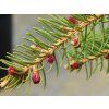 Smrk ztepilý 'Rubra Spicata' (Balení kontejner C5)