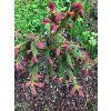 Smrk ztepilý 'Rubra Spicata' (Balení kontejner C5)