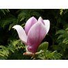 Magnolie 'Nakamura 6W' (Balení kontejner C5)