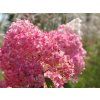 Hortenzie latnatá 'Gardenlights Redlight®' (Balení kontejner C5)