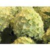 Hortenzie latnatá 'Gardenlights Lemonlight®' (Balení kontejner C5)