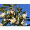 Gordlinia grandiflora (Balení kontejner C3)