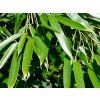 Phyllostachys aureosulcata 'Alata'/bambus (Balení kontejner C1)