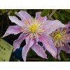 55815 clematis justa