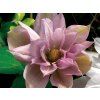 Plamének 'Violet Elizabeth' (Balení kontejner C2)