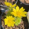 Hlaváček jarní - Adonis vernalis (Balení kontejner p14)