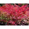 Nandina domácí  'Rubra Nana' (Balení kontejner C3)