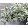 120015 2 origanum dictamnus