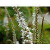 Rdesno 'Alba' - Polygonum amplexicaule 'Alba' (Balení kontejner C2)