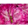 Rododendron 'Germania' (Balení kontejner C5)