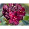 Rododendron 'Kali' (Balení kontejner C5)