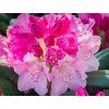 Rododendron  'Kalinka' (Balení kontejner C5)
