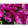 Rododendron 'Polarnacht' (Balení kontejner C5)