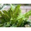 Jelení jazyk celolistý - Phyllitis scolopendrium (Balení kontejner C2)