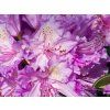 Rododendron 'Alfred' (Balení kontejner C5)