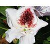 Rododendron 'Calsap' (Balení kontejner C5)