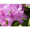 Rododendron 'Catawbiense Grandiflorum' (Balení kontejner C5)