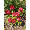 Rododendron 'Taragona' (Balení kontejner C5)