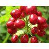 Samorostlík červený - Actaea rubra (Balení kontejner C2)