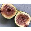 Fíkovník smokvoň 'Violette Normande' (Balení kontejner C2)