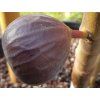 Fíkovník smokvoň 'Violette Normande' (Balení kontejner C2)