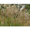 Ozdobnice čínská 'Nishidake' - Miscanthus sinensis 'Nishidake' (Balení kontejner C5)
