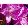 Rododendron 'Boleslaw Chrobry/Royal Lilac' (Balení kontejner C5)
