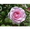 Růže 'Olivia Rose Austin®' (Balení speciální balení)