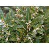 Masoplodka nízká 'Humilis' (Balení kontejner p9)