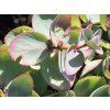 58719 5 58719 2 rozchodnik siebolduv sedum sieboldii
