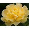 59088 rosa anisade julia child 1
