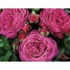 Růže 'Heidi Klum Rose®' (Balení speciální balení)